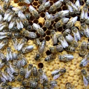 Пчелопакеты 2011. Продажа пчелопакетов