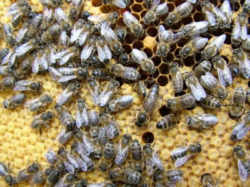Пчелопакеты 2012. Продажа пчелопакетов карпатской породы	
